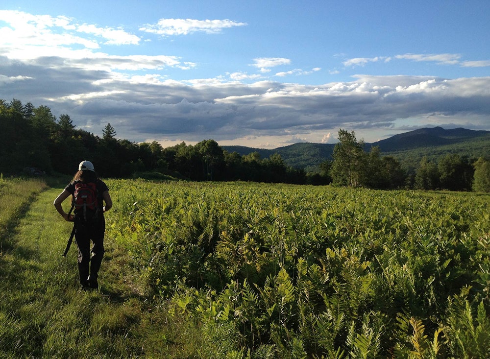 SHO Farm: vegan wild farming in a cold climate | shawn patrolling upper fields at dusk