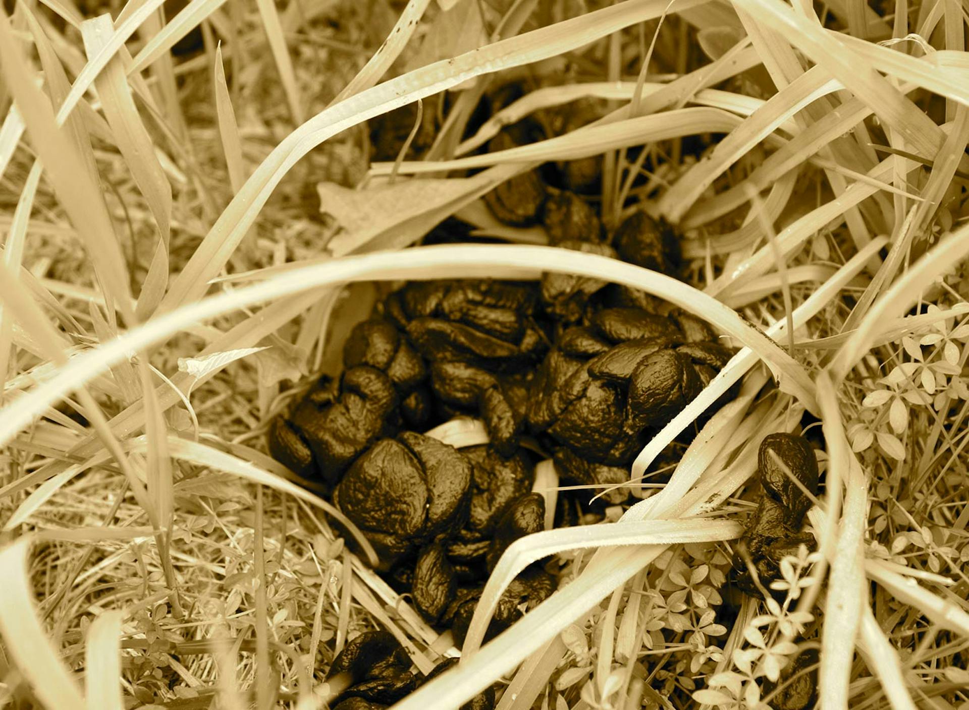 SHO Farm: vegan farming in a cold climate | partnering with wildlife means designing our systems with wildlife browse and travel patterns accounted for to enhance the diversity and 4-season availability of their food source while capturing and distributing their nutrient-dense waste to naturally build soil health