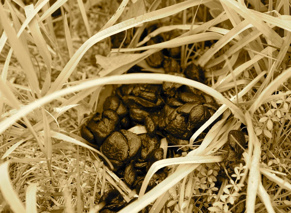 SHO Farm: vegan farming in a cold climate | partnering with wildlife means designing our systems with wildlife browse and travel patterns accounted for to enhance the diversity and 4-season availability of their food source while capturing and distributing their nutrient-dense waste to naturally build soil health