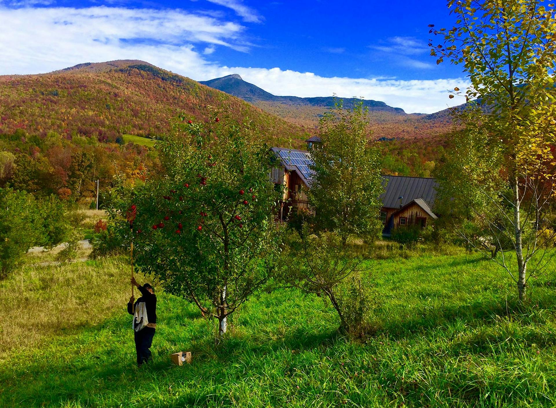 SHO Farm: vegan wild farming in a cold climate | fall apple harvest