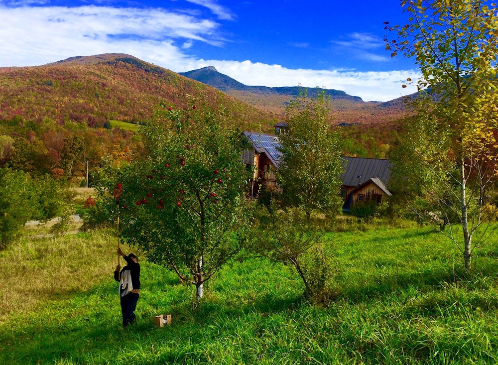 SHO Farm: vegan wild farming in a cold climate | fall apple harvest