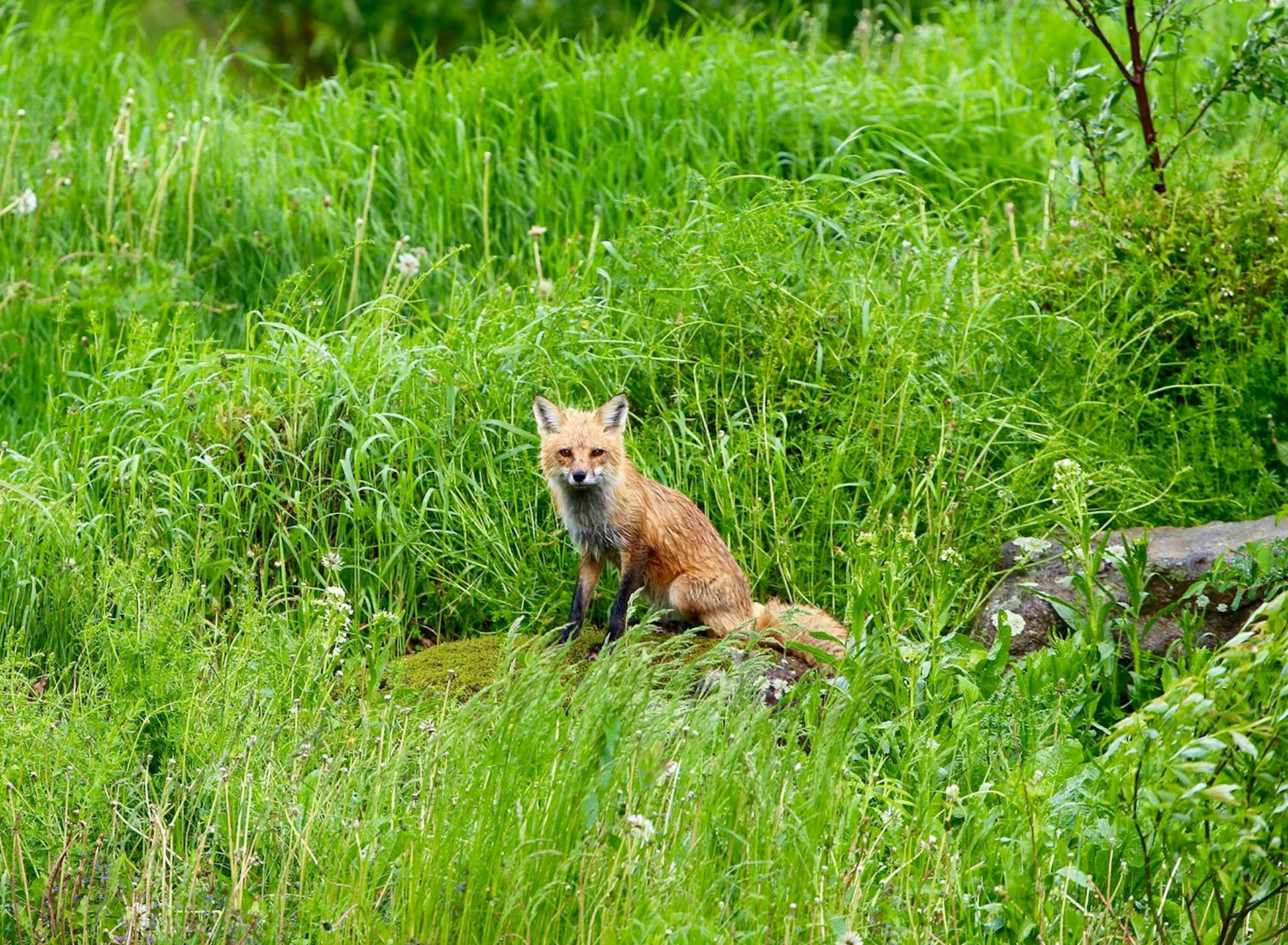 Sanctuary at SHO: redefining animal agriculture | partnering with wildlife, like this red fox, to steward non-harming perennial food systems while ensuring safe & healthy habitat
