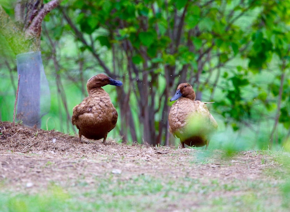 Sanctuary at SHO: redefining animal agriculture | partnering with 100+ rescued ducks to steward non-harming perennial food systems