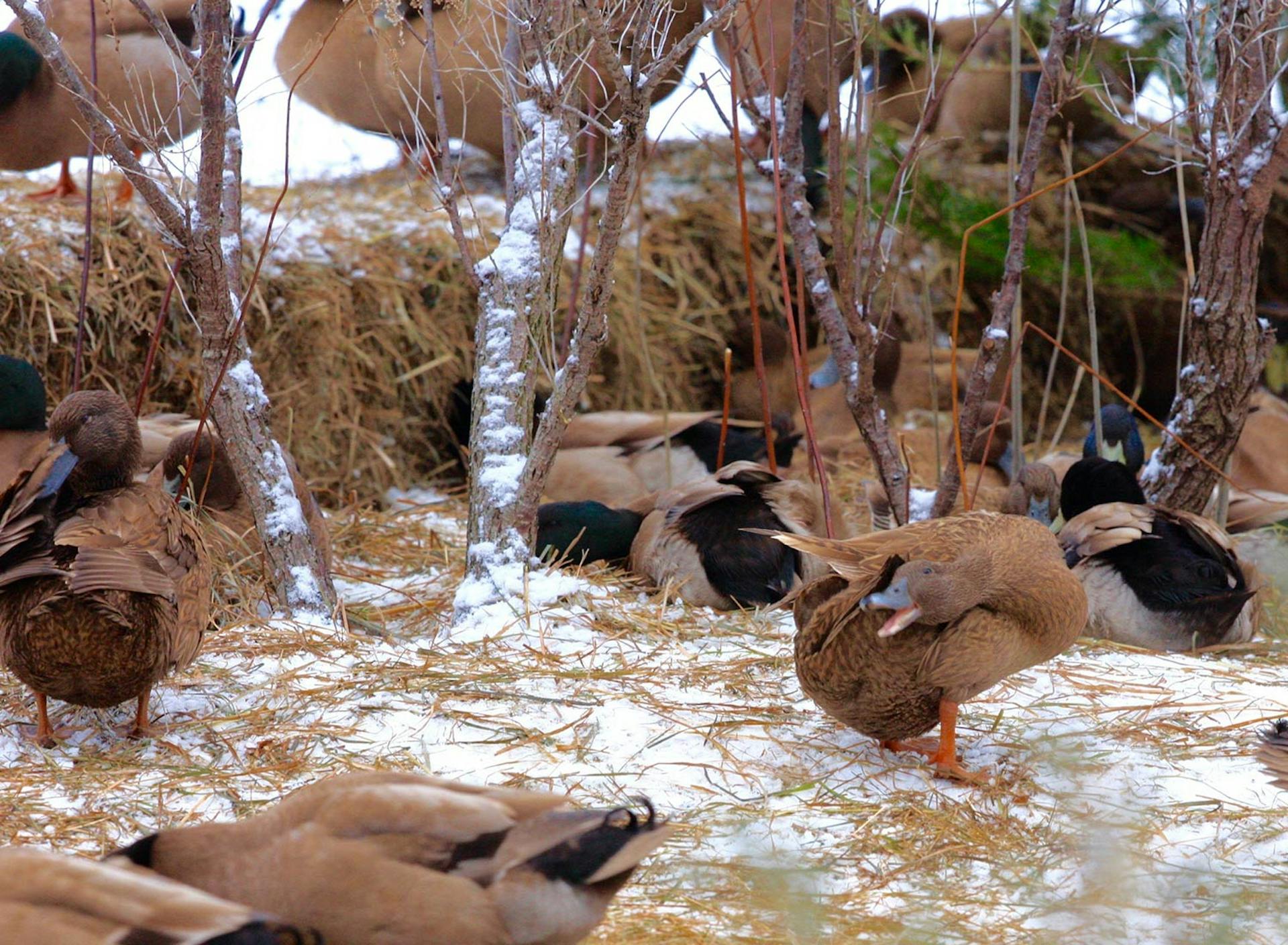 Sanctuary at SHO: redefining animal agriculture | partnering with 100+ rescued ducks to steward non-harming perennial food systems