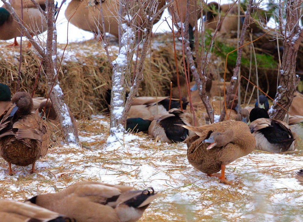 Sanctuary at SHO: redefining animal agriculture | partnering with 100+ rescued ducks to steward non-harming perennial food systems