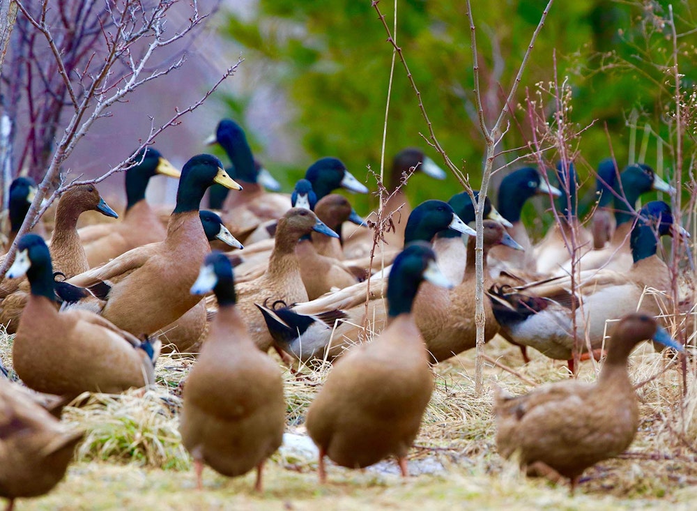 Sanctuary at SHO: redefining animal agriculture | partnering with 100+ rescued ducks to steward non-harming perennial food systems