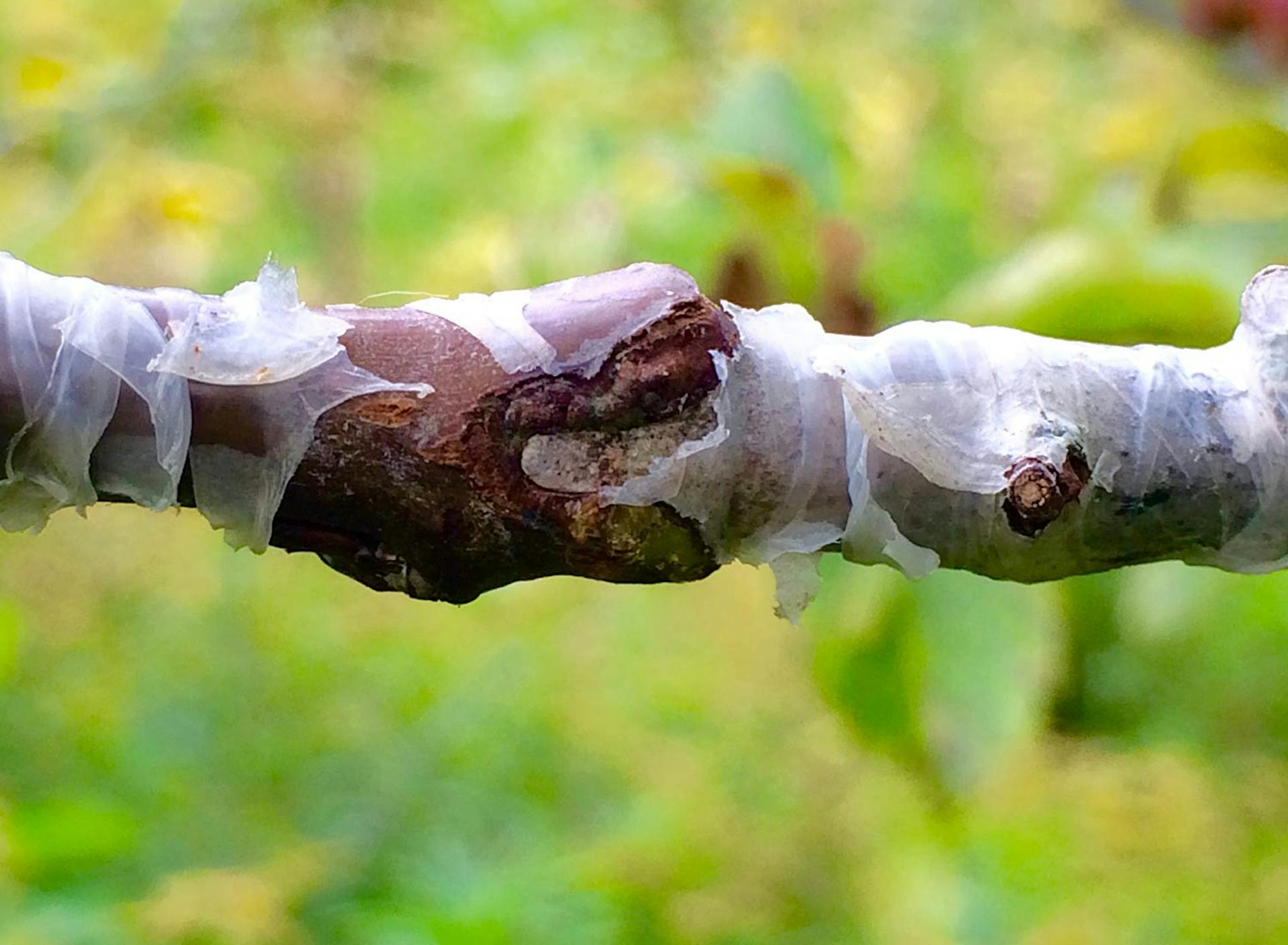 SHO Farm: vegan wild farming in a cold climate | pear onto hawthorn omega graft