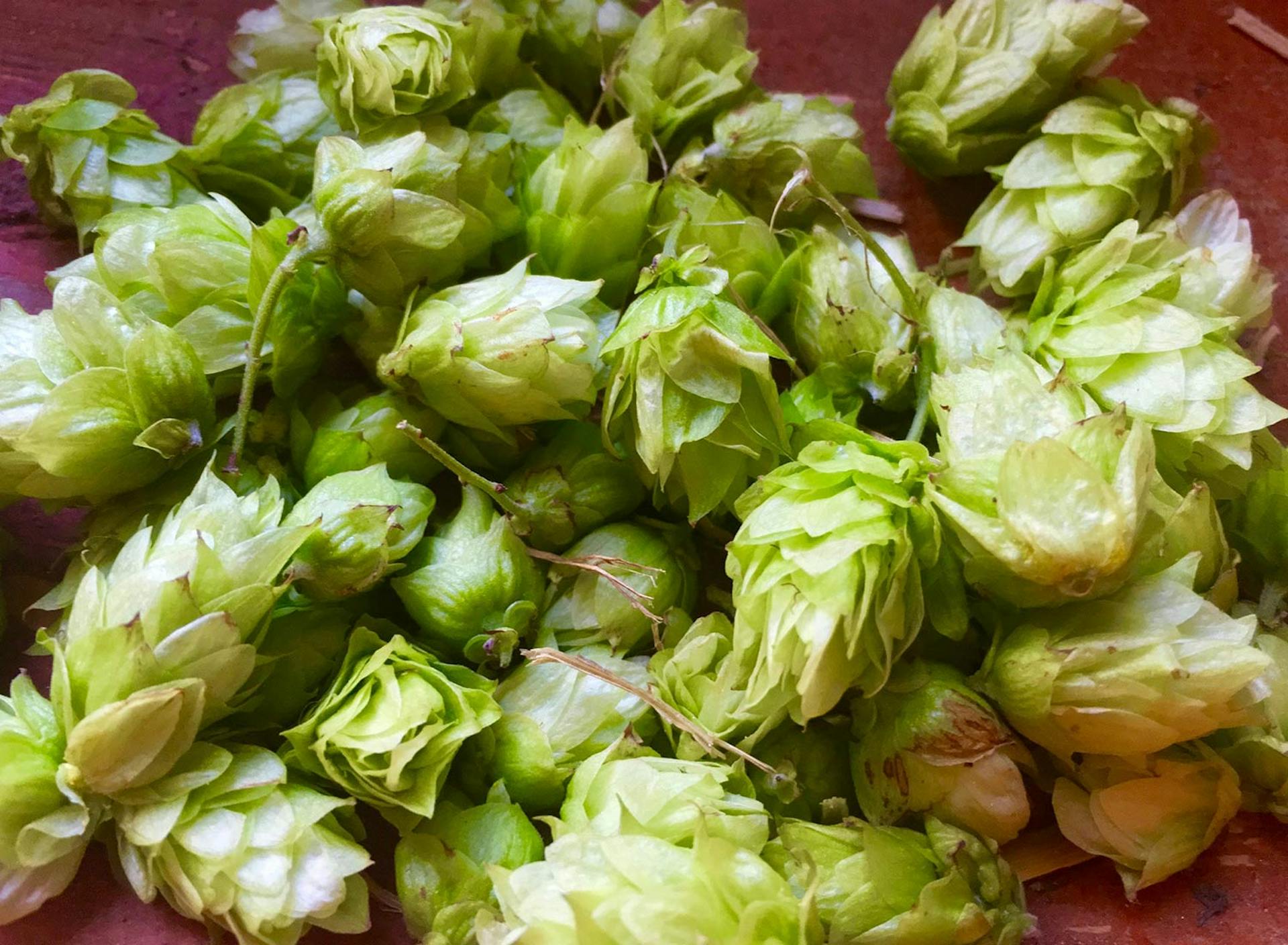 Food Lab at SHO: vegan gastronomy in a cold climate | wild hops brewed into tea and then added to water kefir to create hop-flavored probiotic beverage -- melissa spotted these gems while foraging in our upper fields near an old, uninhabited farmhouse   
