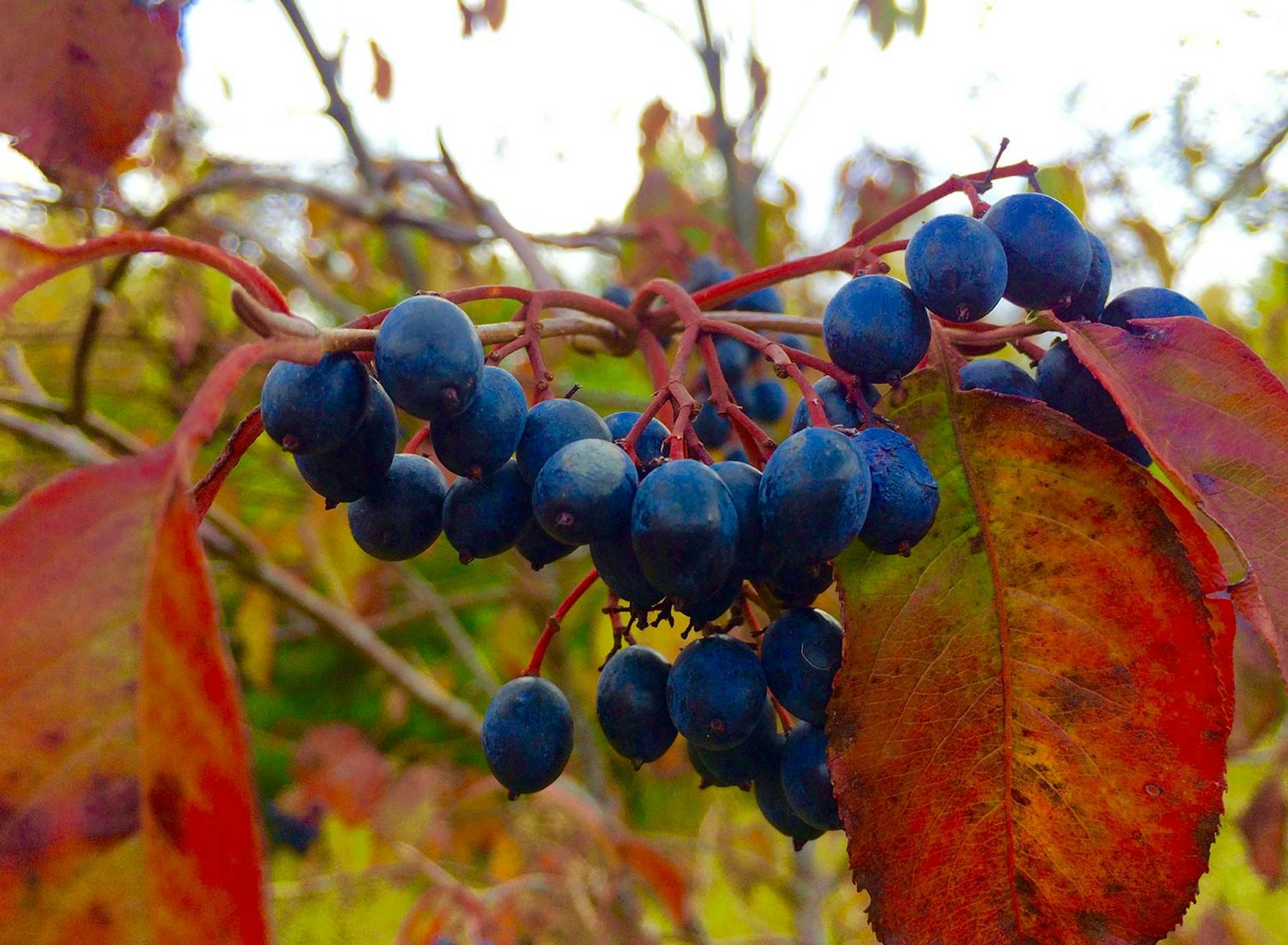 SHO Farm | one of our land stewardship practices is to ensure abundant, continual & diverse wildlife food sources like these chokecherries