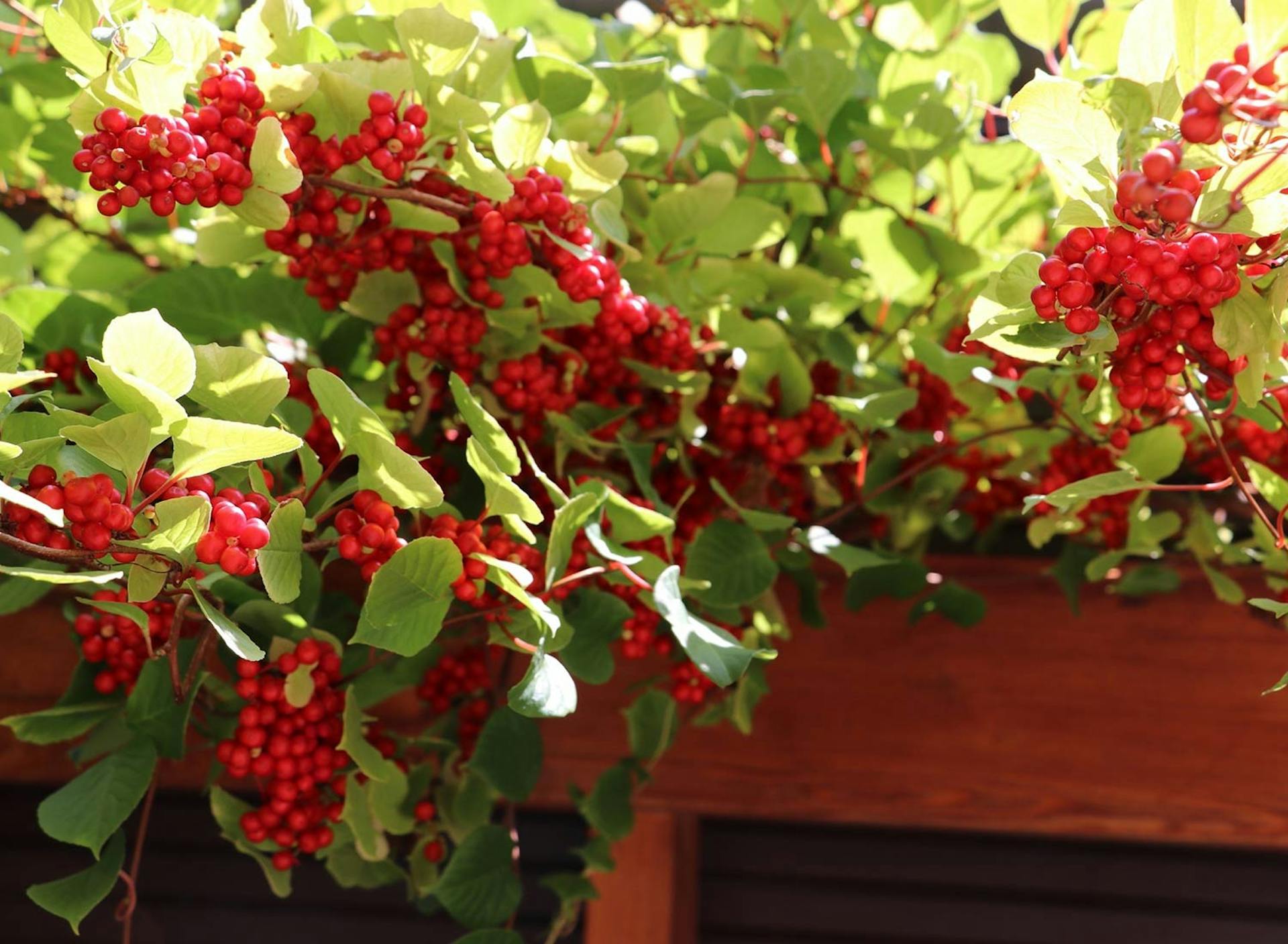 SHO Farm: vegan wild farming in a cold climate | one of our most unique and medicinal cultivated crops, wu we zi, five flavored berry, or shizandra berries, growing on farmhouse-mounted stainless steel wire-trellis 