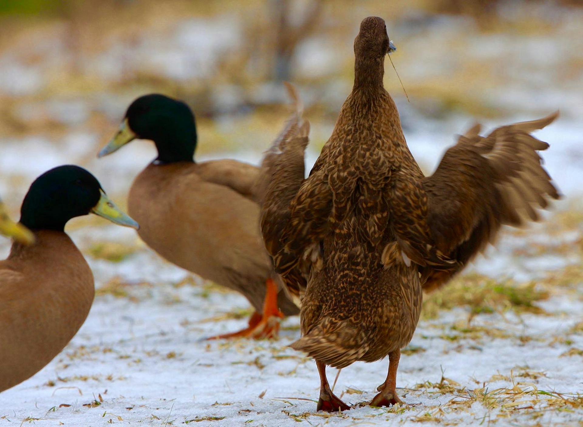 Sanctuary at SHO: redefining animal agriculture | partnering with 100+ rescued ducks to steward non-harming perennial food systems  