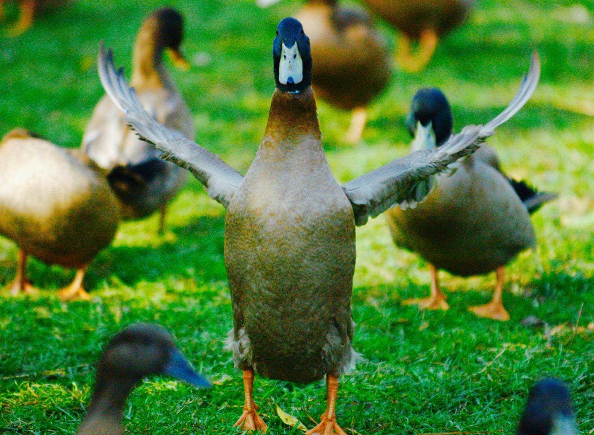 Sanctuary at SHO: redefining animal agriculture | partnering with 100+ rescued ducks to steward non-harming perennial food systems  