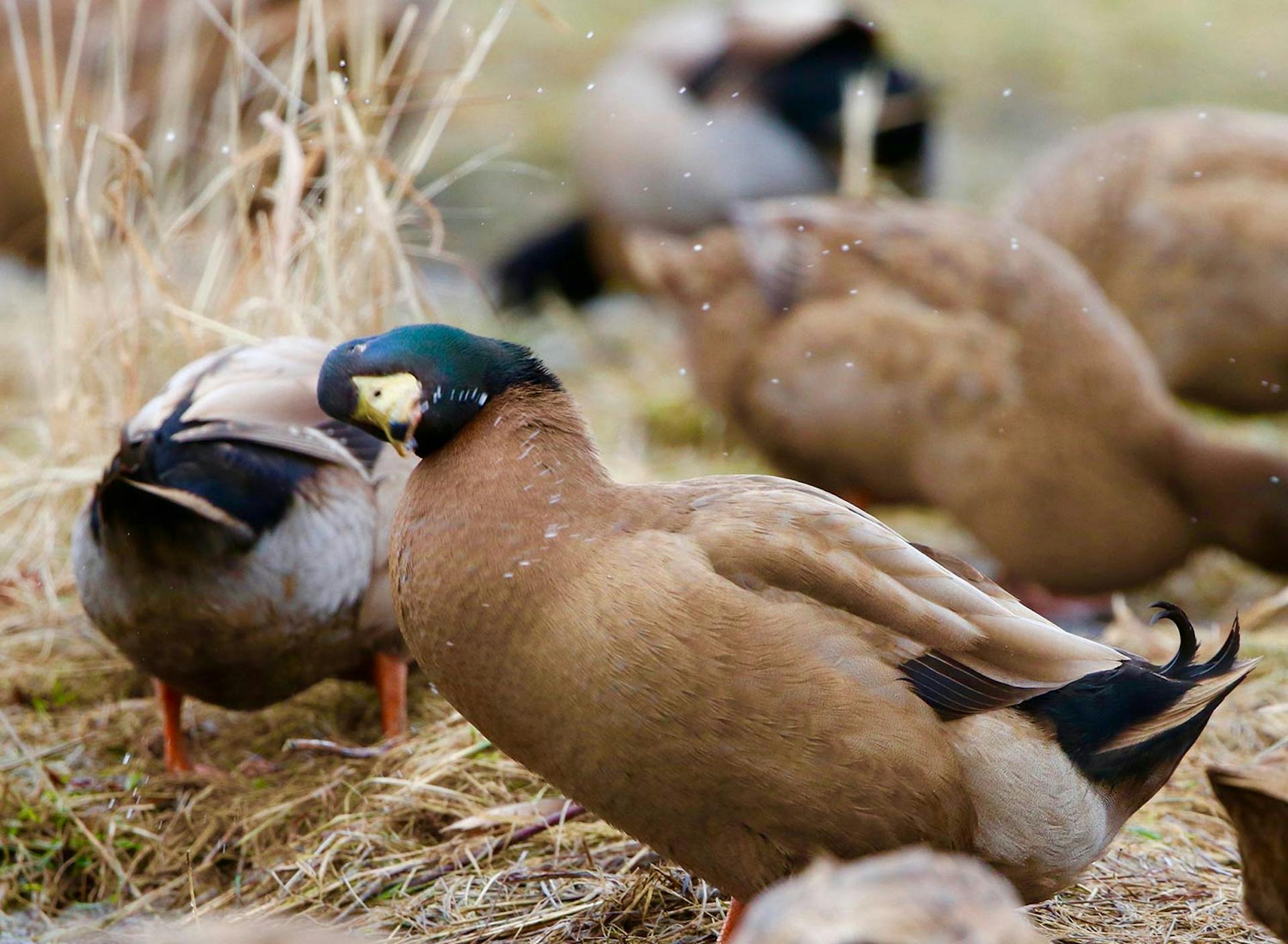 Sanctuary at SHO: redefining animal agriculture | partnering with 100+ rescued ducks to steward non-harming perennial food systems  