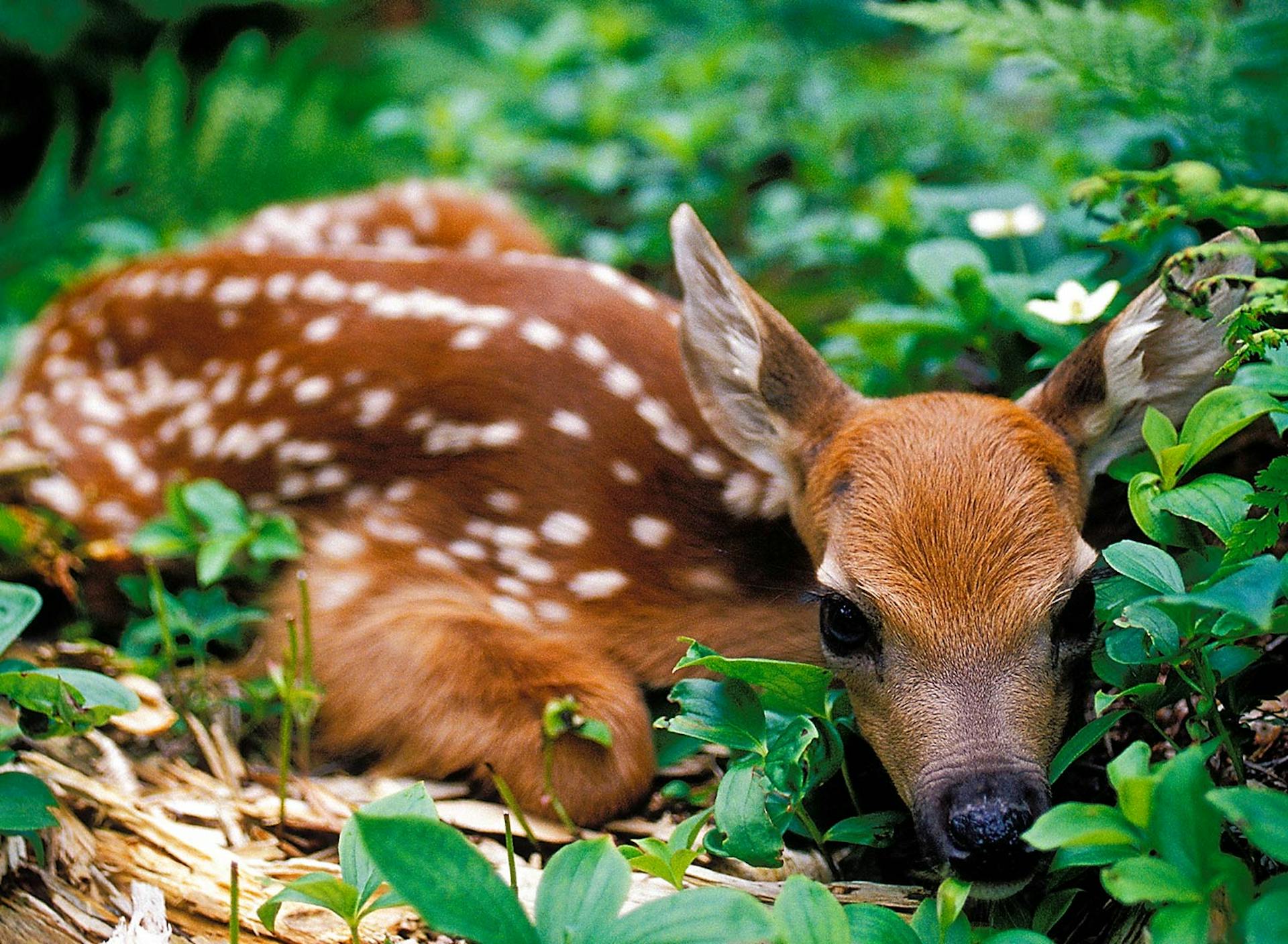 Photo © Susan C. Morse, SHO Farm's wildlife biologist | one of our land stewardship practices is to ensure safe & healthy habitat for wildlife like this fawn