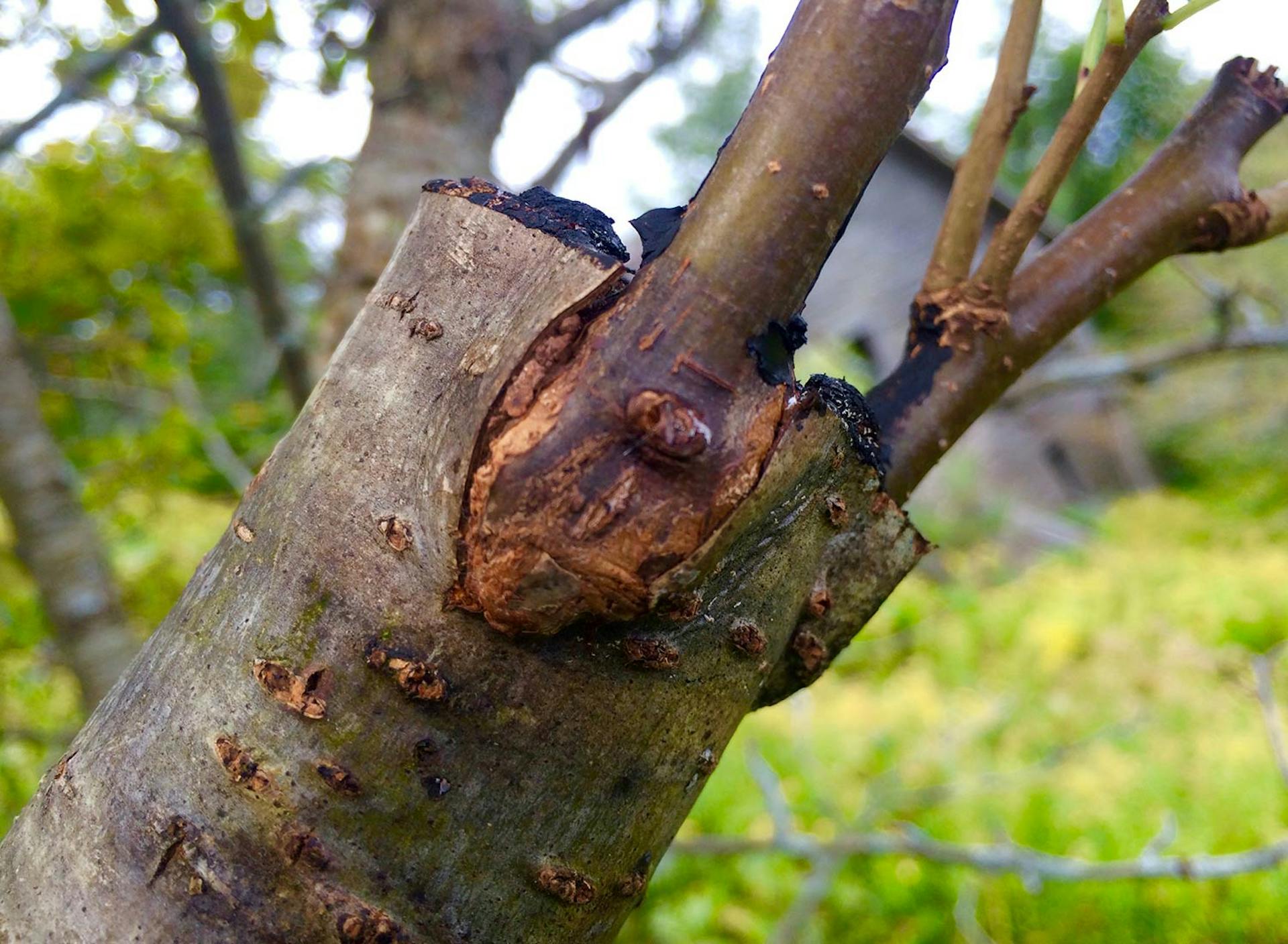SHO Farm: vegan wild farming in a cold climate | pear onto hawthorn bark graft