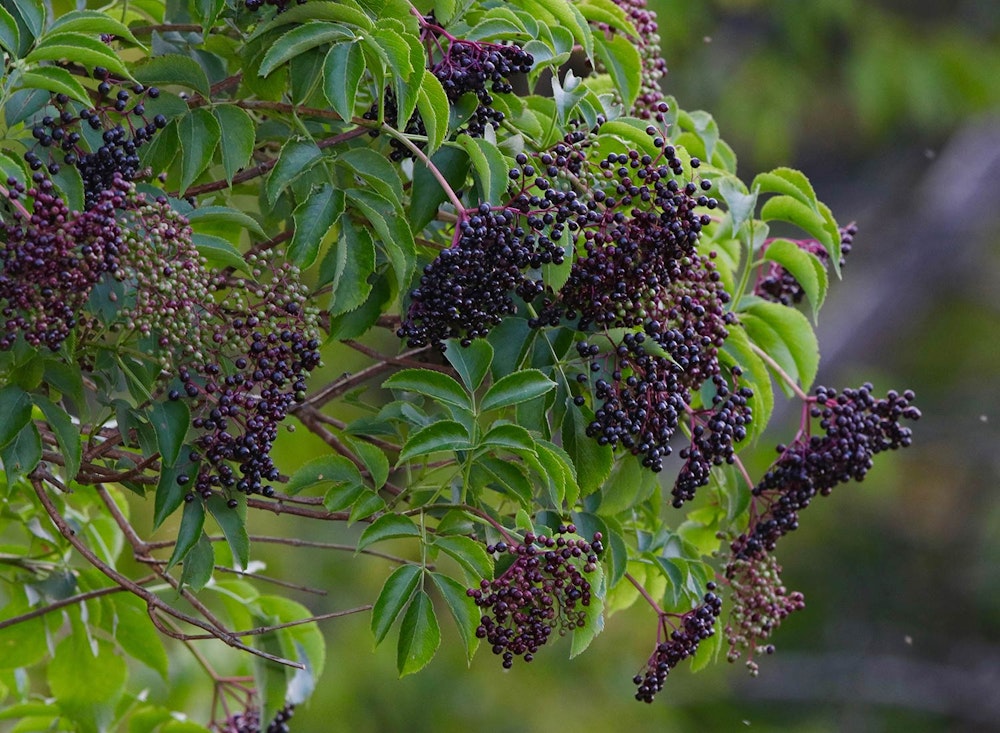 SHO Farm: vegan wild farming in a cold climate | wildlife-planted elderberry shrub in the upper fields
