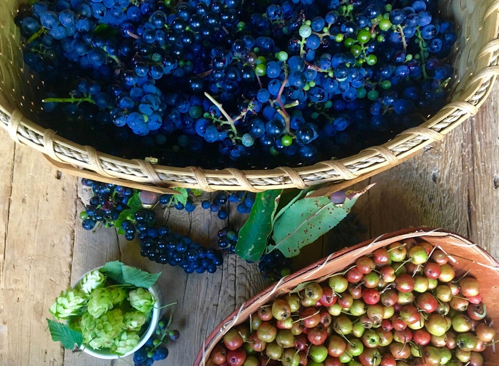 Food Lab at SHO: vegan gastronomy in a cold climate | wild grapes, hops & hawthorn berries all from the farm