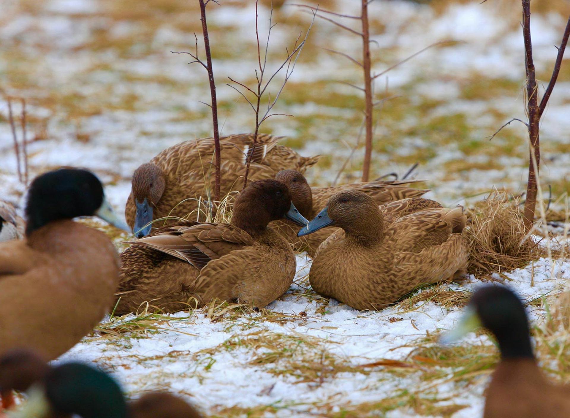 Sanctuary at SHO: redefining animal agriculture | partnering with 100+ rescued ducks to steward non-harming perennial food systems