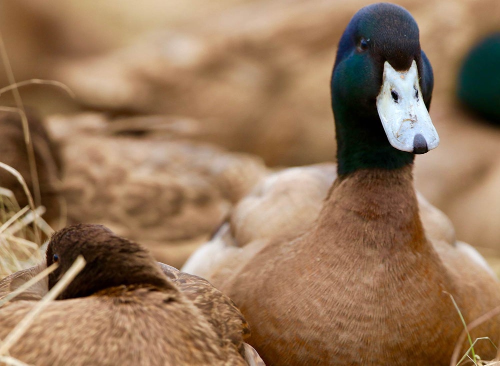 Sanctuary at SHO: redefining animal agriculture | partnering with 100+ rescued ducks to steward non-harming perennial food systems  