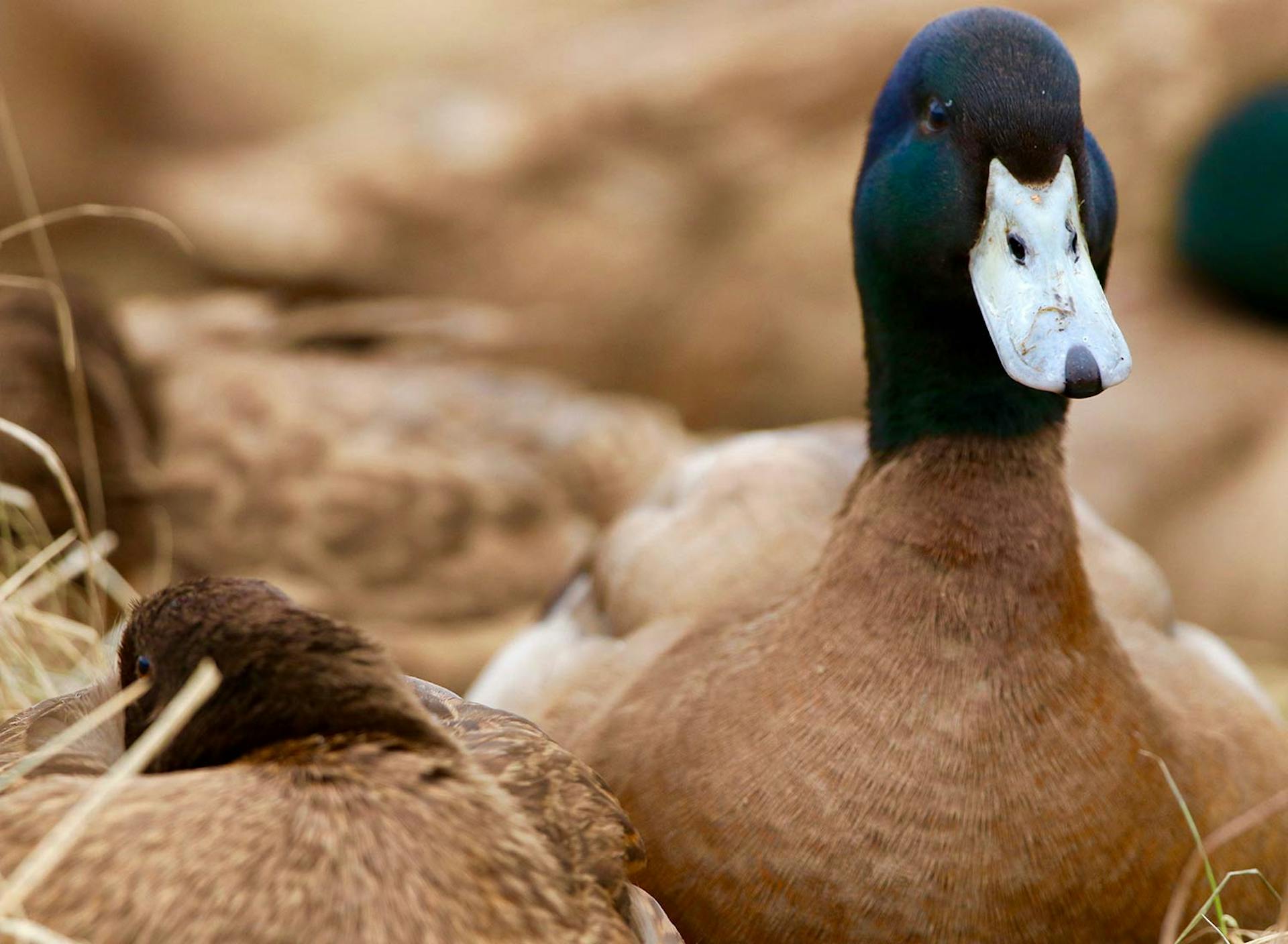 Sanctuary at SHO: redefining animal agriculture | partnering with 100+ rescued ducks to steward non-harming perennial food systems