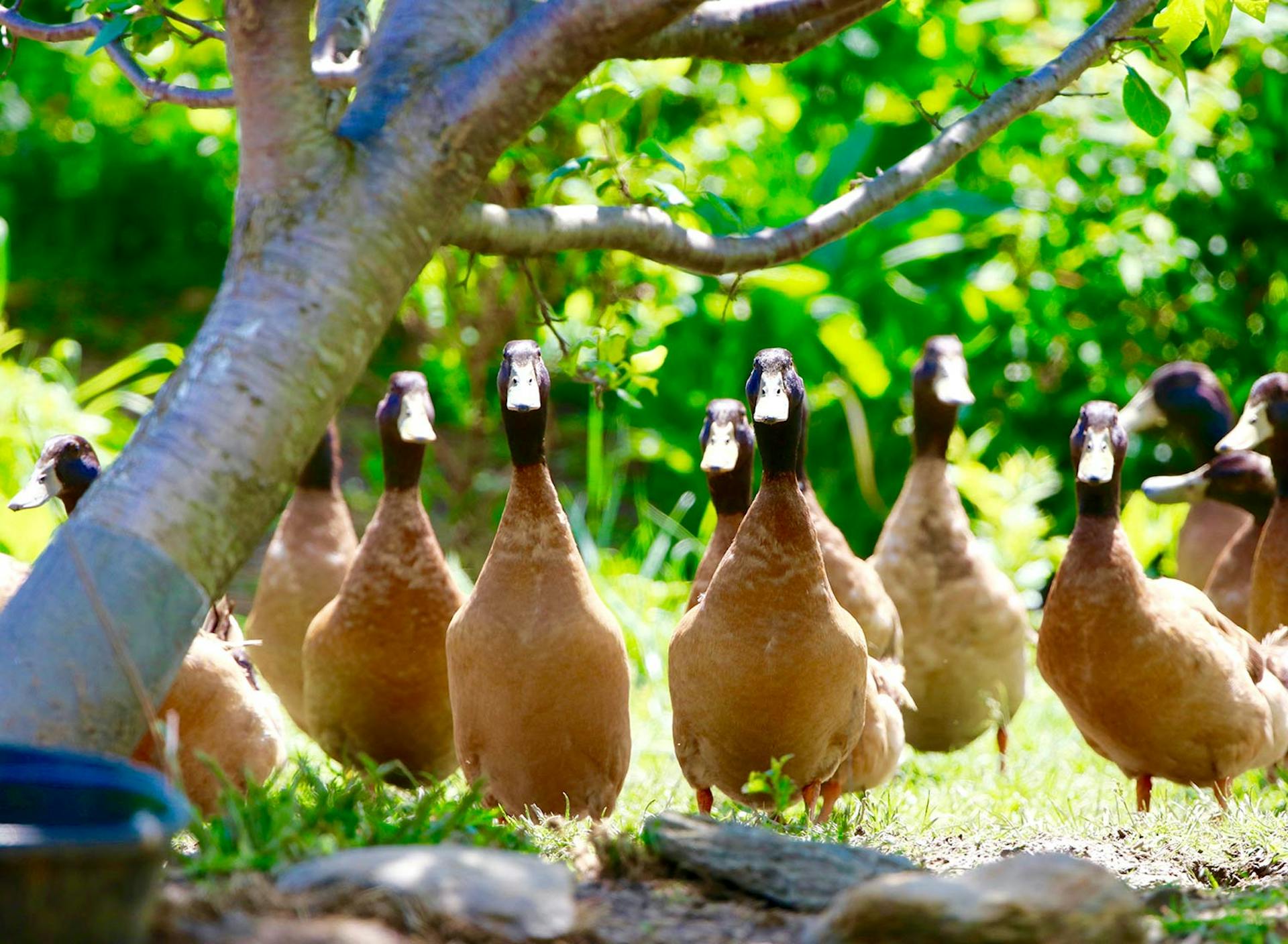 Sanctuary at SHO: redefining animal agriculture | partnering with 100+ rescued ducks to steward non-harming perennial food systems