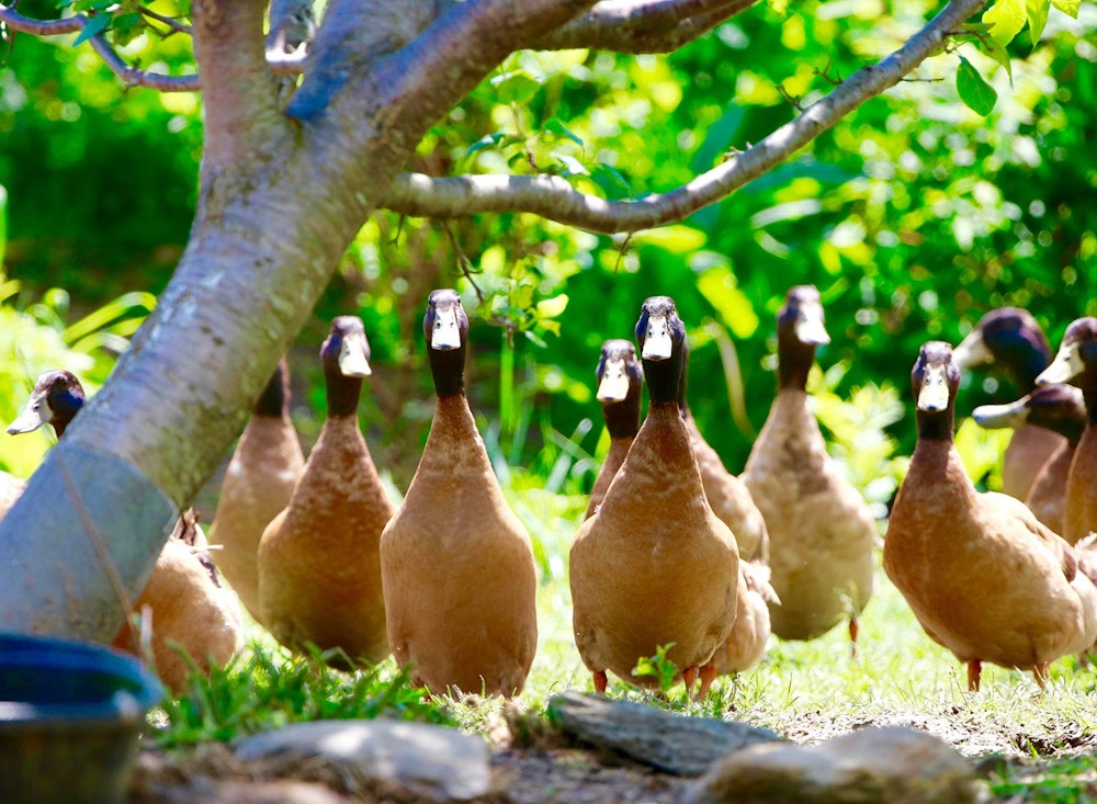 Sanctuary at SHO: redefining animal agriculture | partnering with 100+ rescued ducks to steward non-harming perennial food systems  