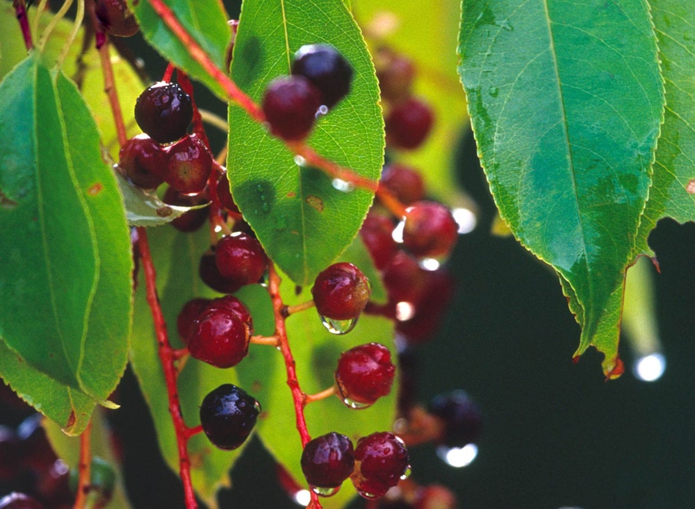 Photo © Susan C. Morse, SHO Farm's wildlife biologist | one of our land stewardship practices is to ensure abundant, continual & diverse wildlife food sources like these black cherries