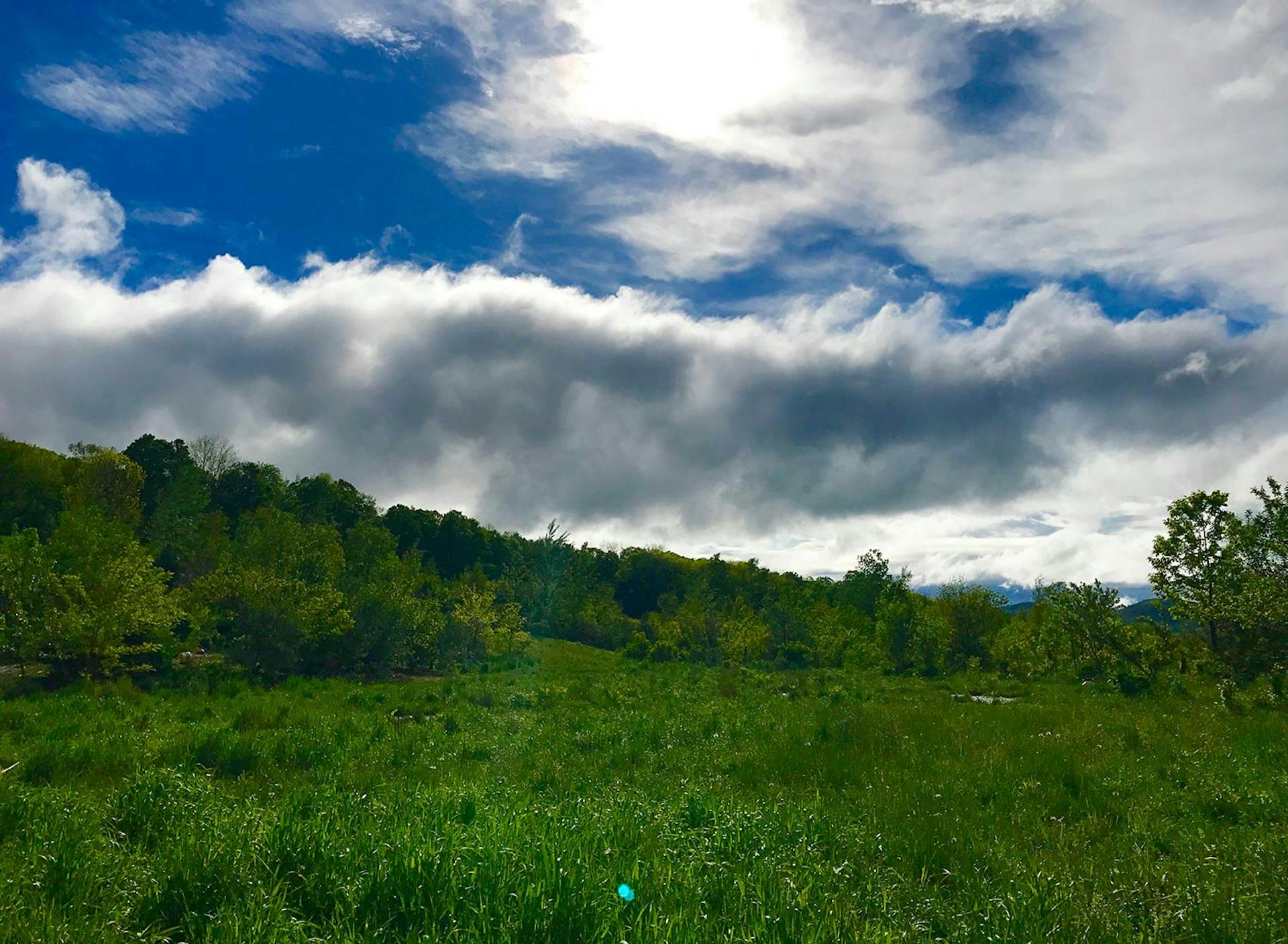 SHO Farm: vegan wild farming in a cold climate | c. 2017 west terrace features a portion of our 12 year old agroforestry system, which is benefitted by the presence of our duck flock through their drill-billing soil aeration, insect control, weed suppression, and fertilization 