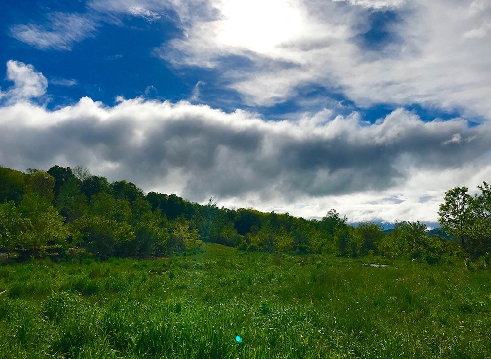 SHO Farm: vegan wild farming in a cold climate | c. 2017 west terrace features a portion of our 12 year old agroforestry system, which is benefitted by the presence of our duck flock through their drill-billing soil aeration, insect control, weed suppression, and fertilization 