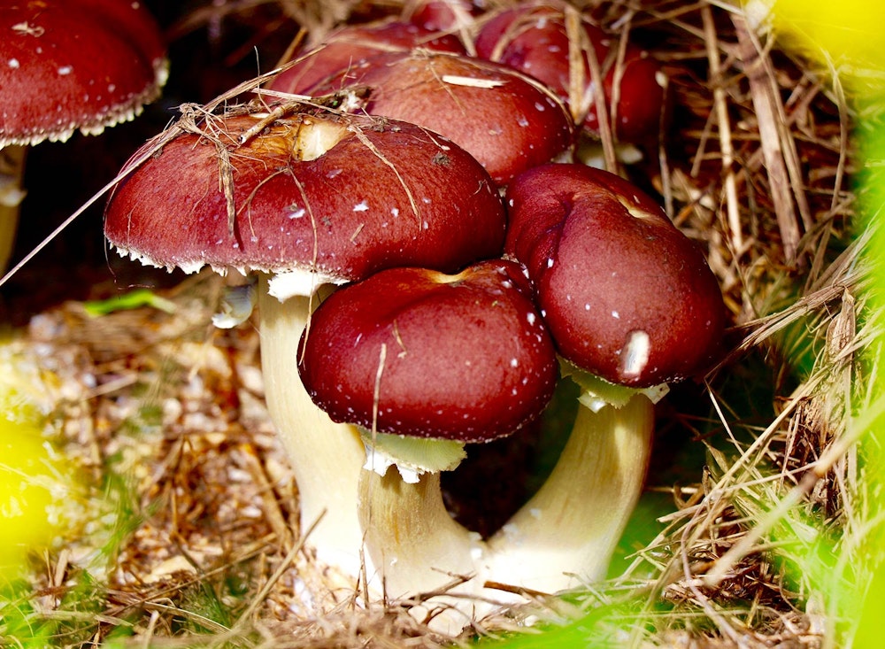 SHO Farm: vegan wild farming in a cold climate | one way we partner with our duck flock is to provide them with organic straw bedding, which once soiled and removed from their indoor living quarters is spread throughout the food system and inoculated with king stropharia mushrooms -- our return is a steady supply of king stropharia mushrooms