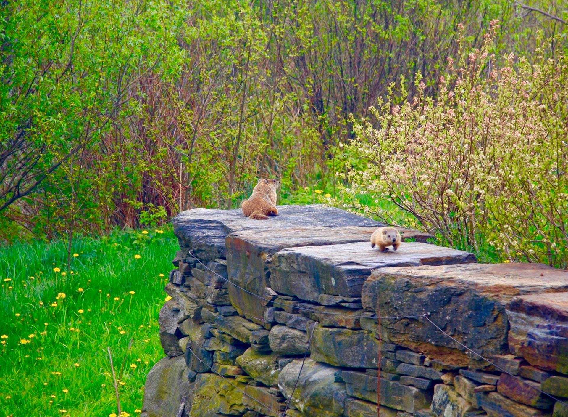 Sanctuary at SHO: redefining animal agriculture | partnering with wildlife, like this woodchuck mother and her offspring, to steward non-harming perennial food systems while ensuring safe & healthy habitat
