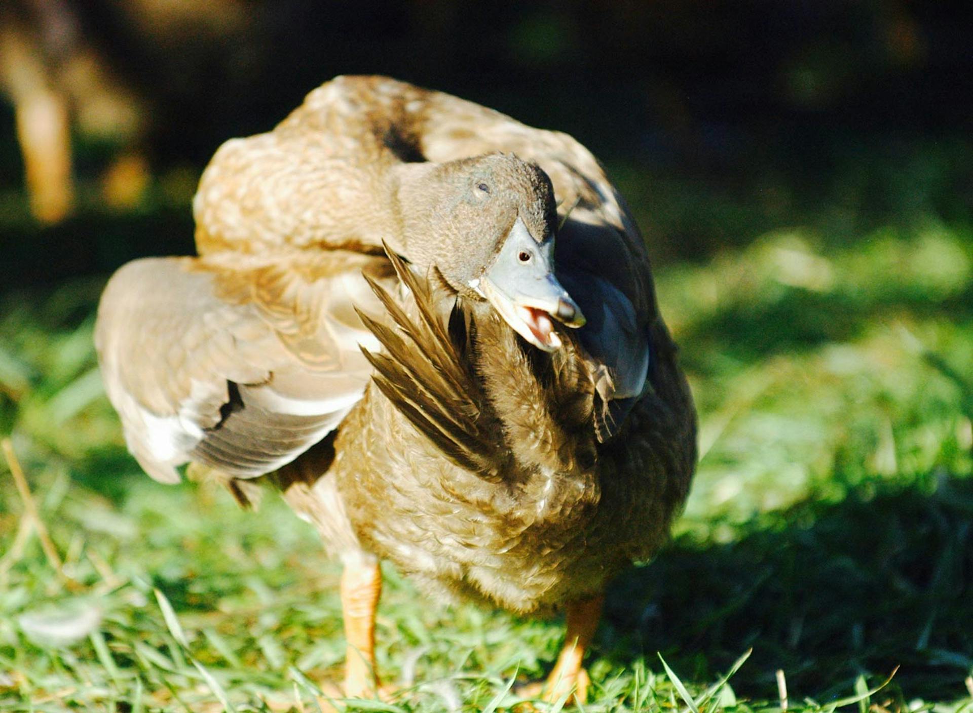Sanctuary at SHO: redefining animal agriculture | partnering with 100+ rescued ducks to steward non-harming perennial food systems  