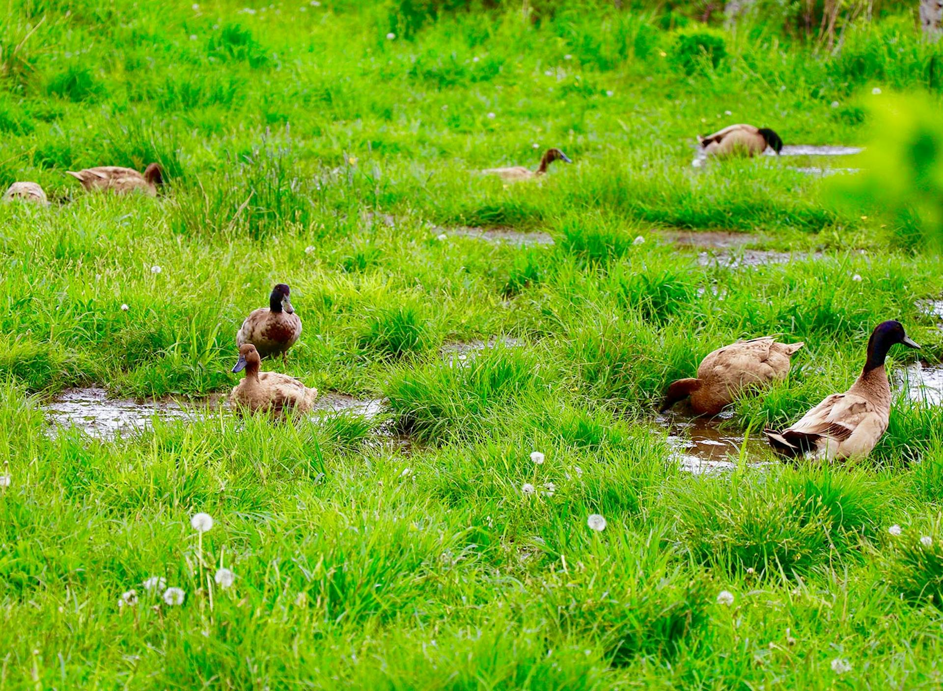 Sanctuary at SHO: redefining animal agriculture | partnering with 100+ rescued ducks to steward non-harming perennial food systems  