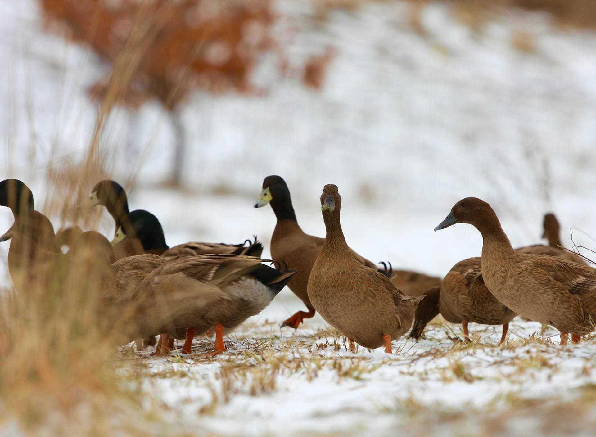 Sanctuary at SHO: redefining animal agriculture | partnering with 100+ rescued ducks to steward non-harming perennial food systems  