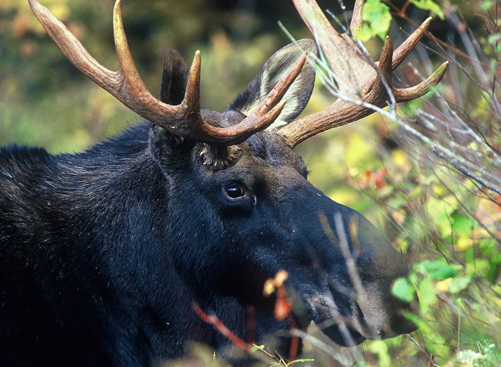 Photo © Susan C. Morse, SHO Farm's wildlife biologist | one of our land stewardship practices is to ensure safe & healthy habitat for wildlife like this bull moose