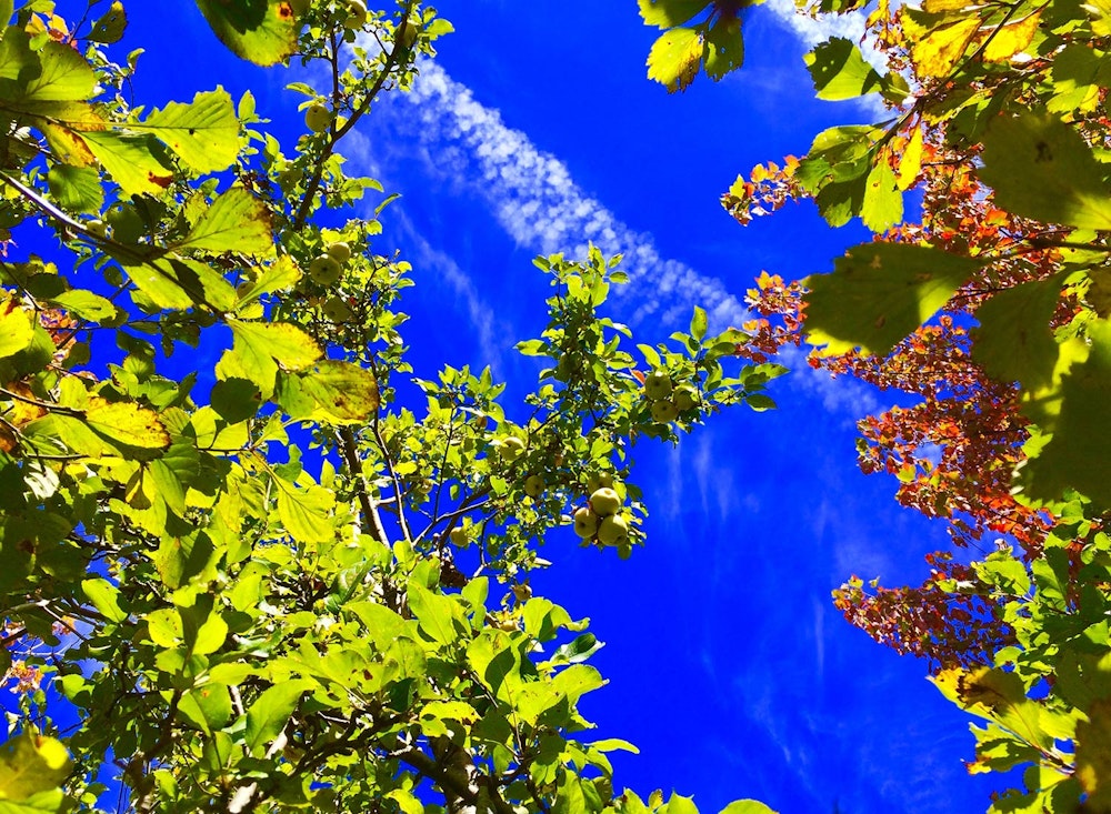 SHO Farm: vegan wild farming in a cold climate | fall apple harvest