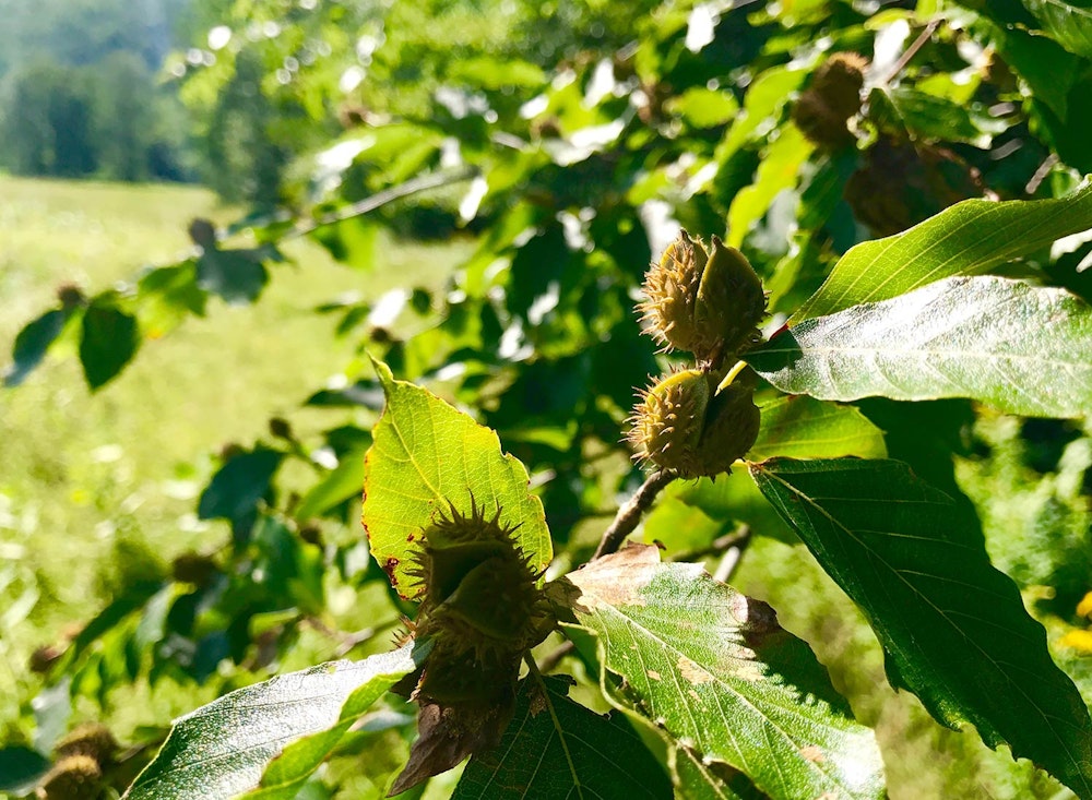 SHO Farm: vegan wild farming in a cold climate | partnering with wildlife means designing our systems with wildlife browse and travel patterns accounted for to enhance the diversity and 4-season availability of their food source, like these beech nuts, while capturing and distributing their nutrient-dense waste to naturally build soil health