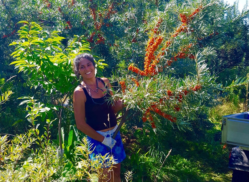 Vermont Seaberry Co at SHO | shawn selectively pruning whole-branches to salvage berries during a wet season