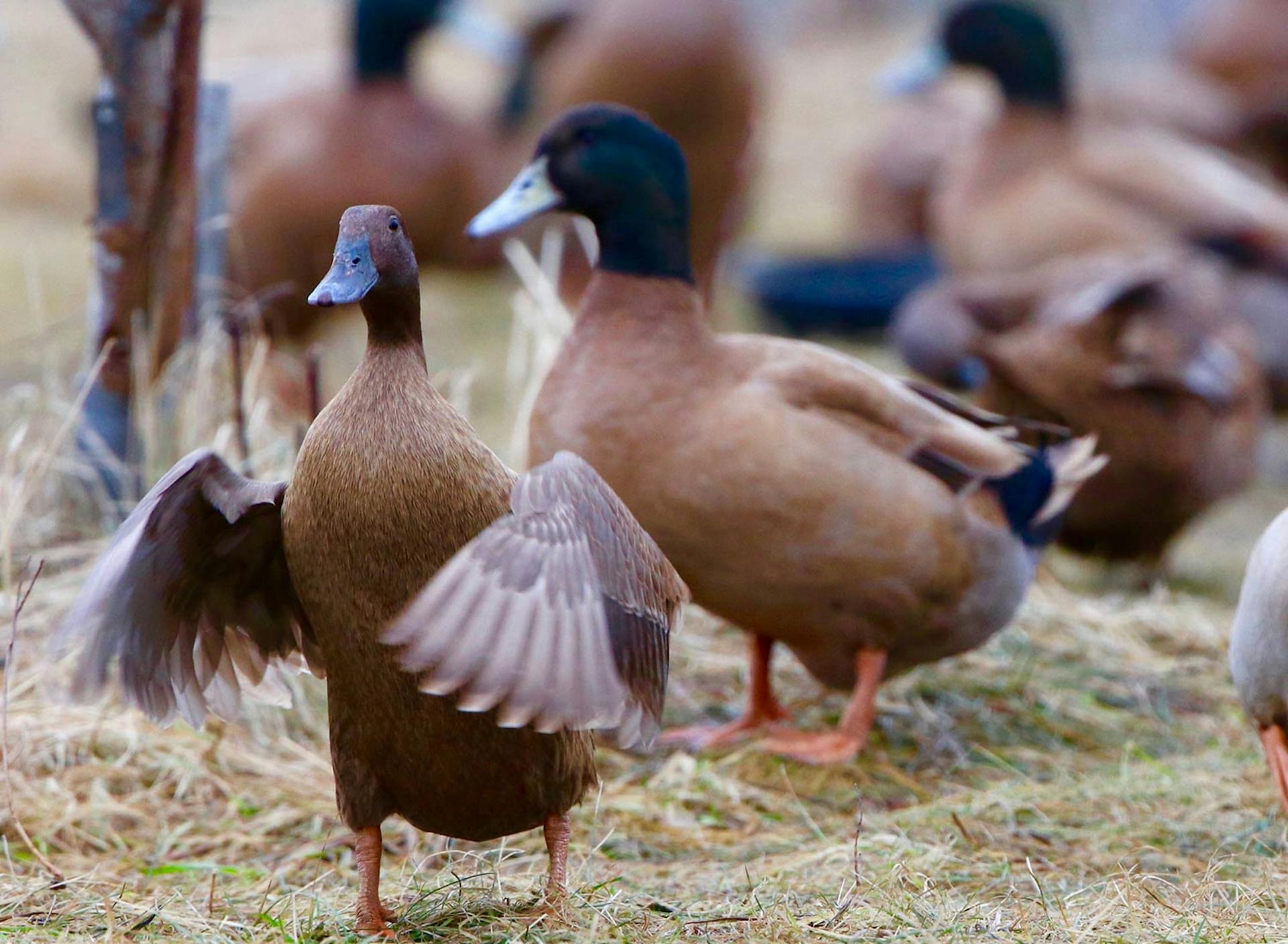 Sanctuary at SHO: redefining animal agriculture | partnering with 100+ rescued ducks to steward non-harming perennial food systems