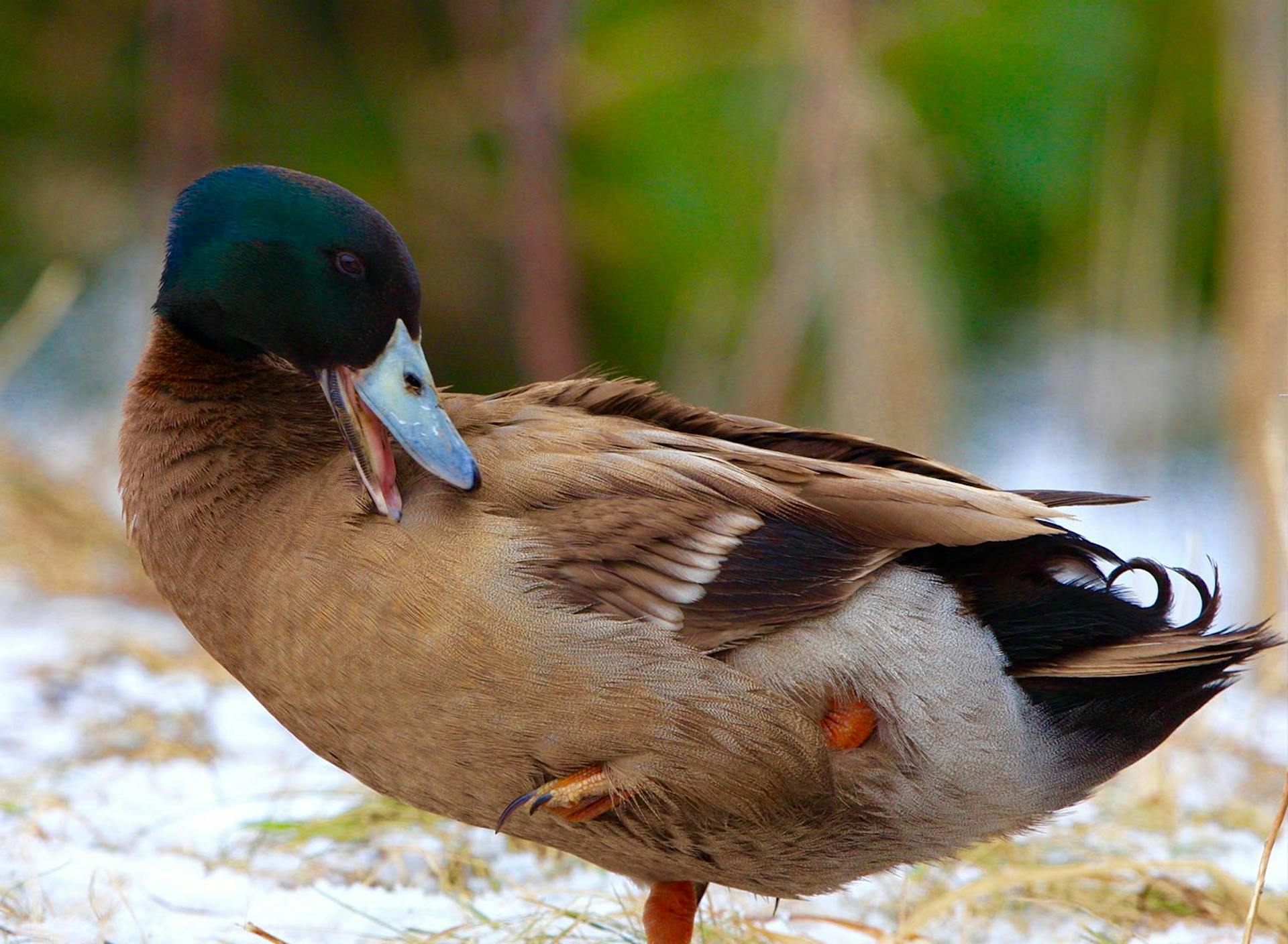 Sanctuary at SHO: redefining animal agriculture | partnering with 100+ rescued ducks to steward non-harming perennial food systems