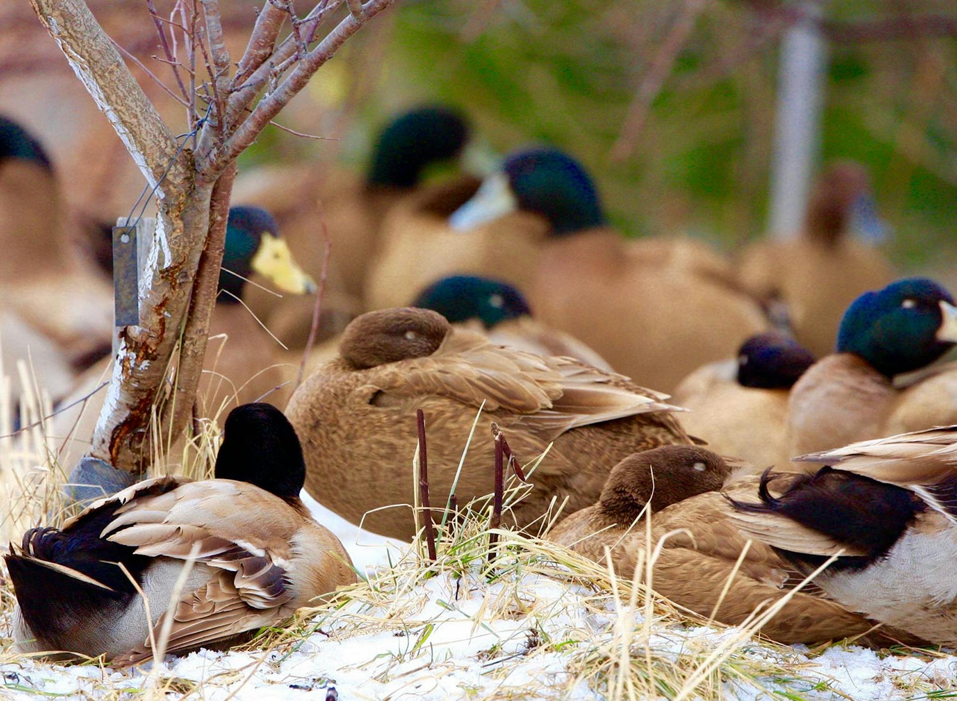 Sanctuary at SHO: redefining animal agriculture | partnering with 100+ rescued ducks to steward non-harming perennial food systems