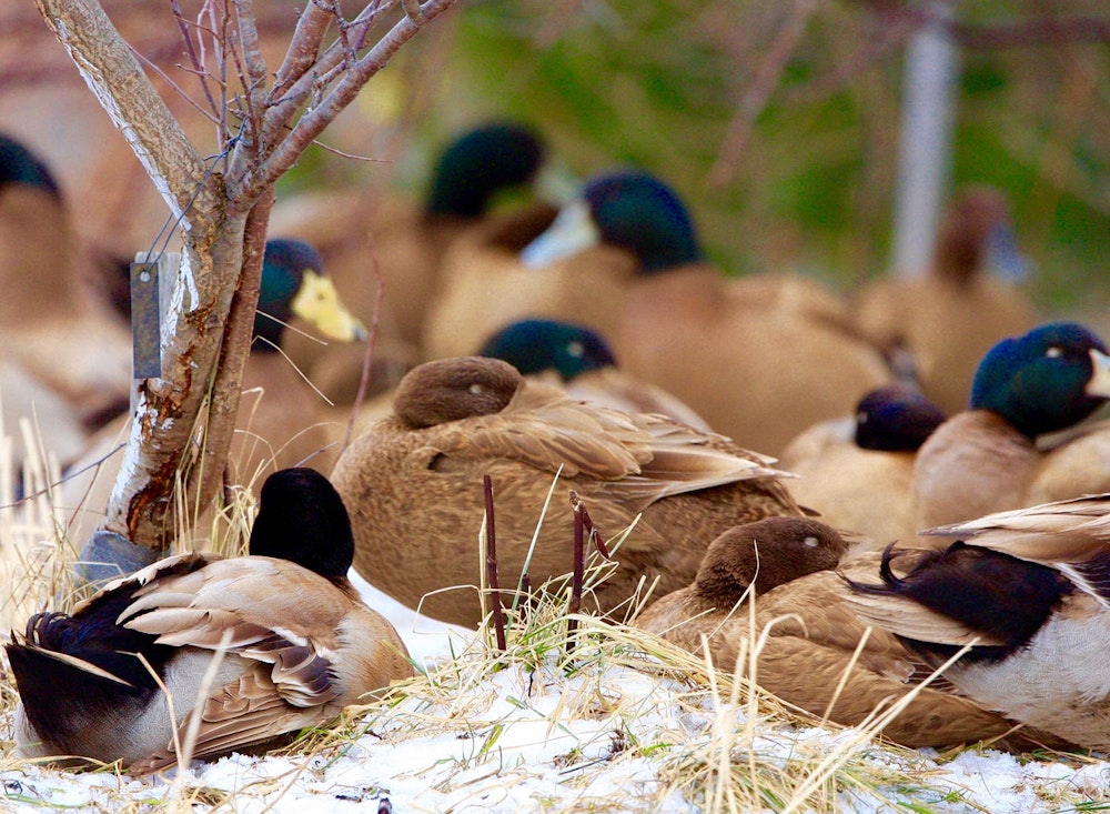 Sanctuary at SHO: redefining animal agriculture | partnering with 100+ rescued ducks to steward non-harming perennial food systems  