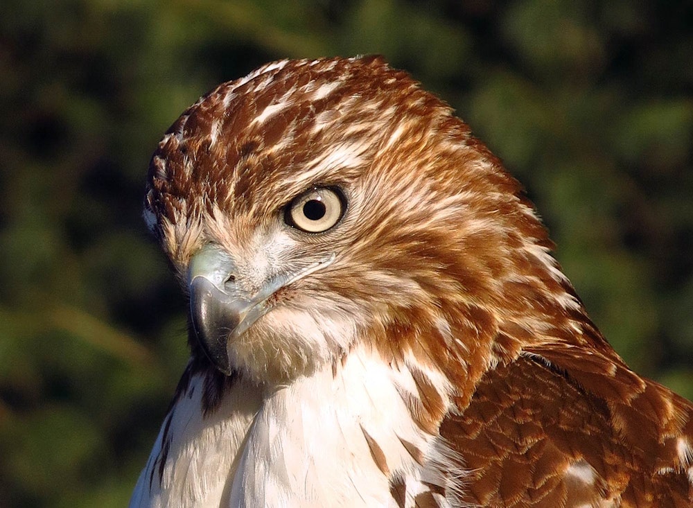 Photo © Susan C. Morse, SHO Farm's wildlife biologist | one of our land stewardship practices is to ensure safe & healthy habitat for wildlife like this red tail hawk