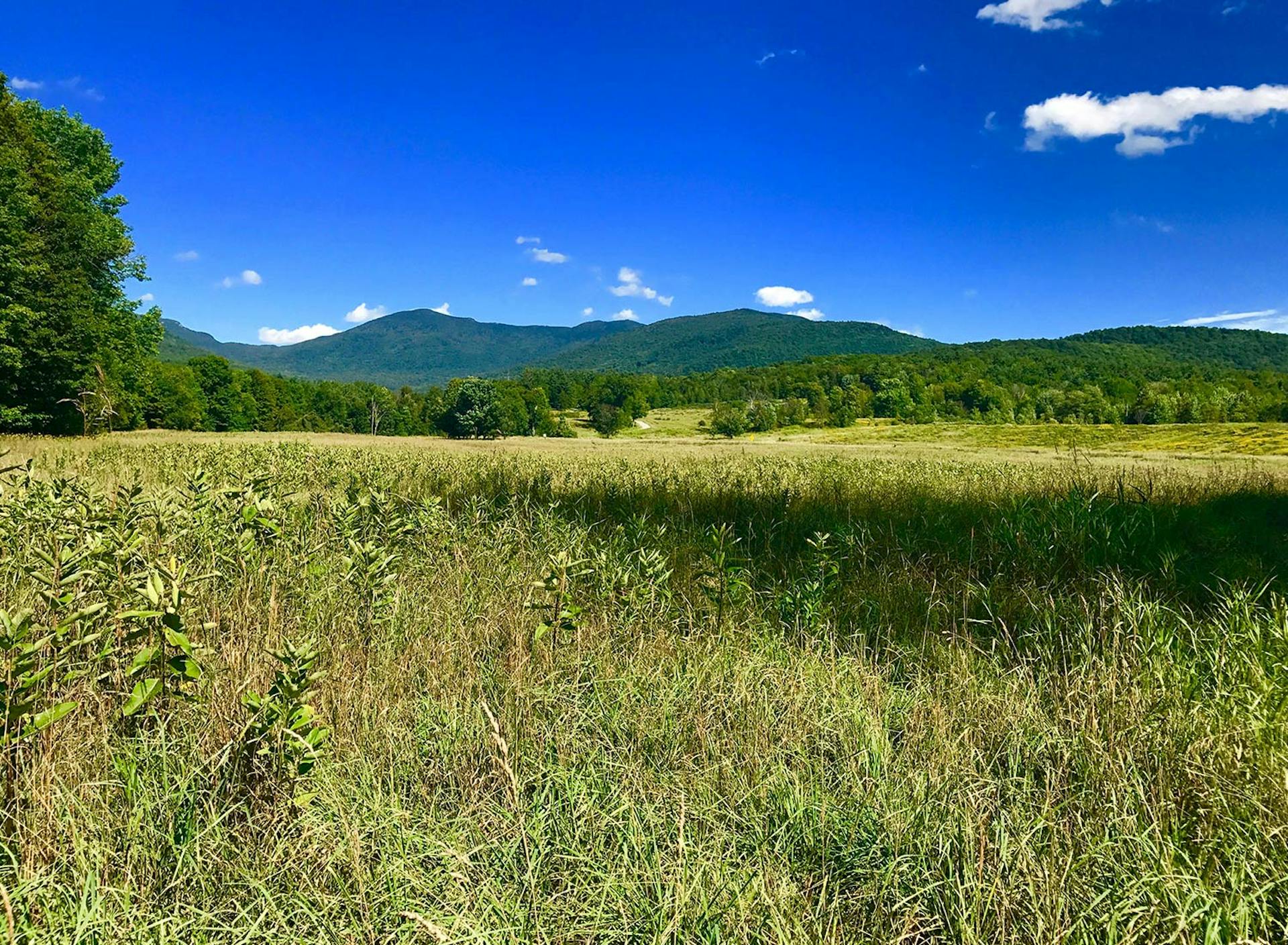 SHO Farm: vegan wild farming in a cold climate | our lowest-elevation fields, stewarded as pollinator habitat and native milkweed crop