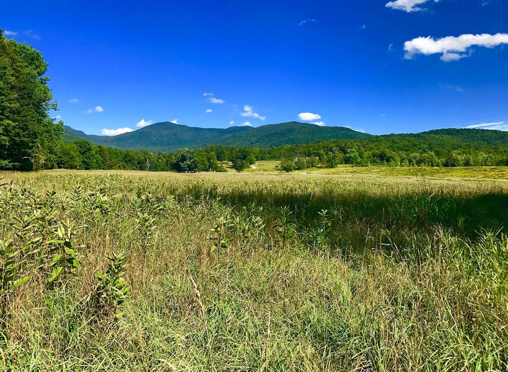 SHO Farm: vegan wild farming in a cold climate | our lowest-elevation fields, stewarded as pollinator habitat and native milkweed crop