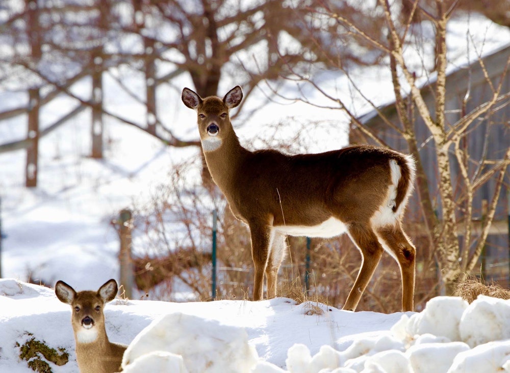 Sanctuary at SHO: redefining animal agriculture | partnering with wildlife, like the white tail deer, to steward non-harming perennial food systems while ensuring safe & healthy habitat