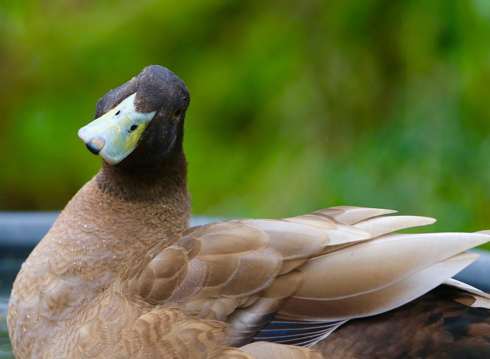 Sanctuary at SHO: redefining animal agriculture | partnering with 100+ rescued ducks to steward non-harming perennial food systems  