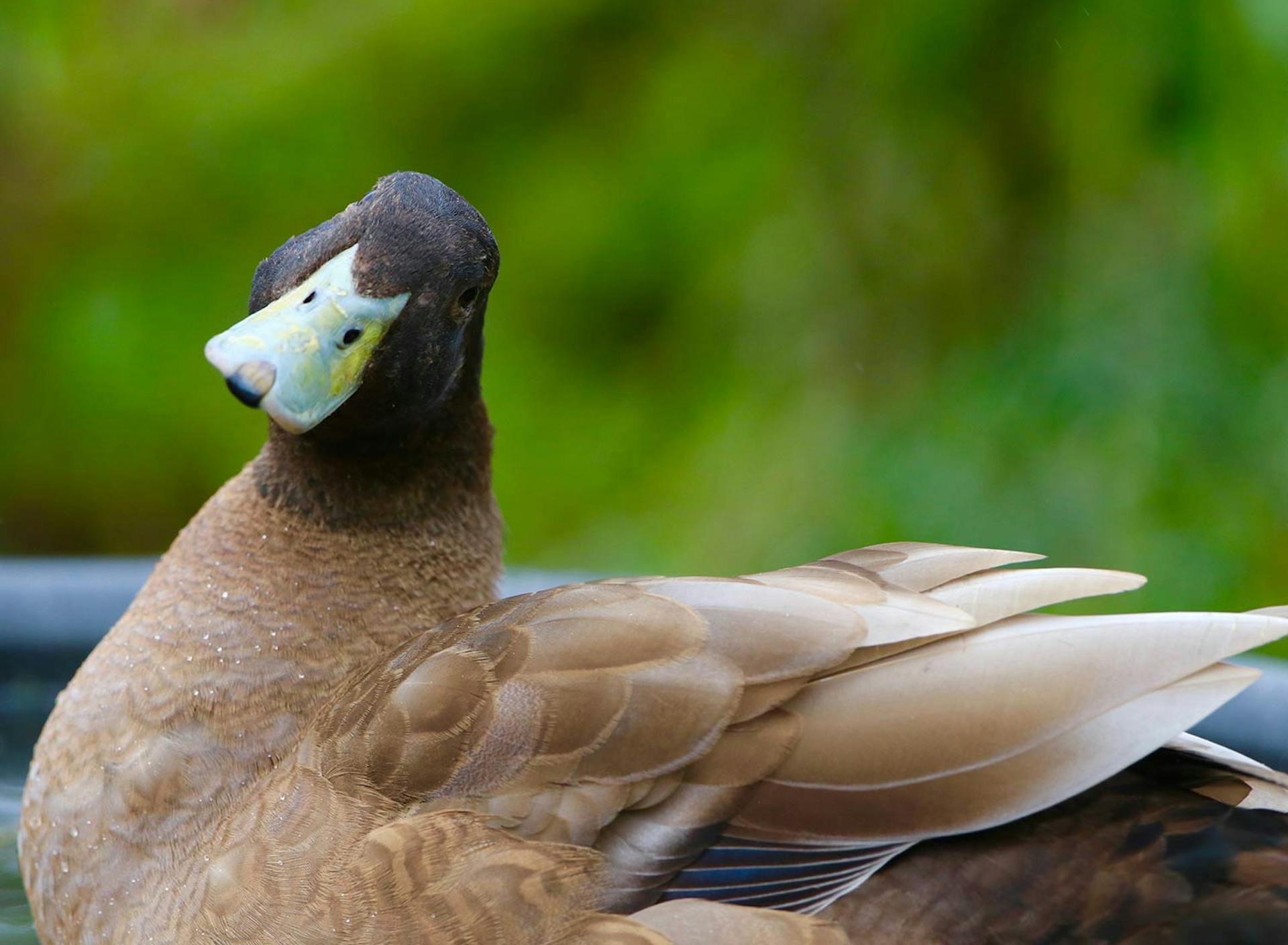 Sanctuary at SHO: redefining animal agriculture | partnering with 100+ rescued ducks to steward non-harming perennial food systems
