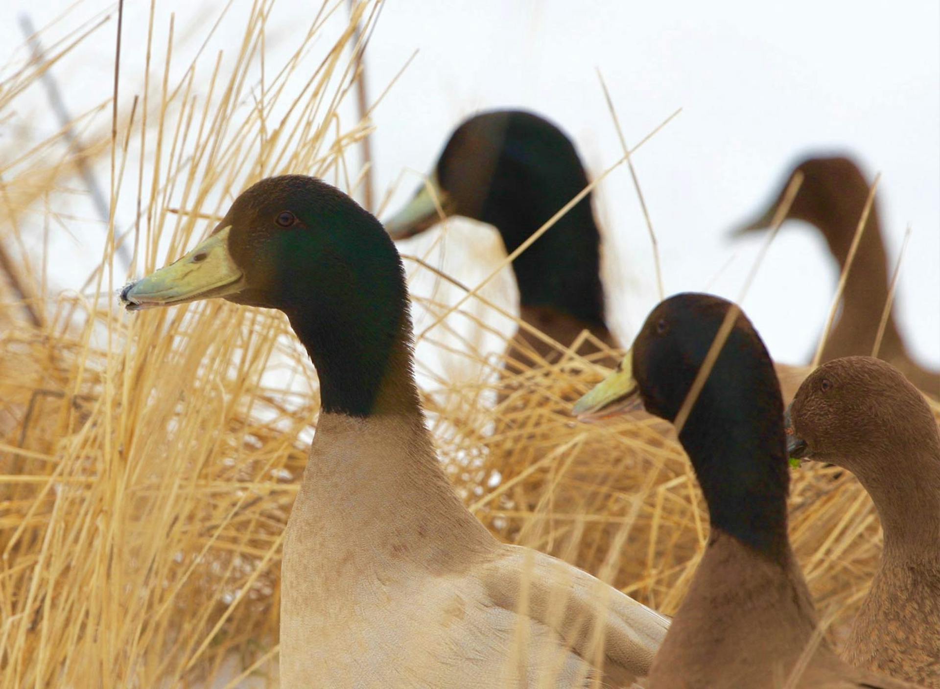 Sanctuary at SHO: redefining animal agriculture | partnering with 100+ rescued ducks to steward non-harming perennial food systems