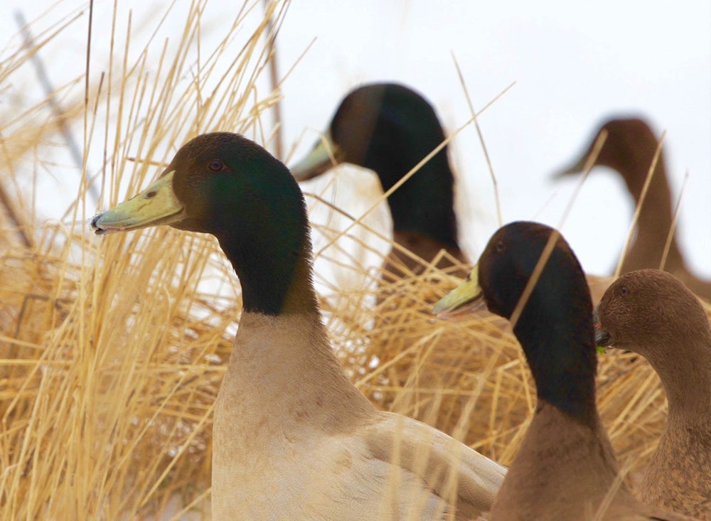 Sanctuary at SHO: redefining animal agriculture | partnering with 100+ rescued ducks to steward non-harming perennial food systems  